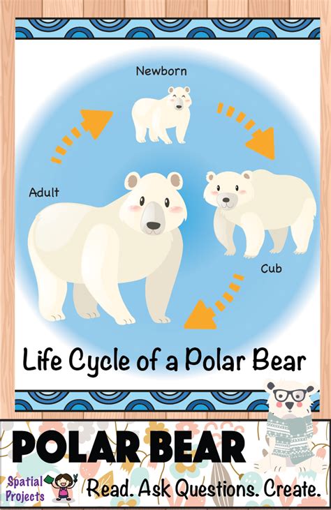 polar bear life cycle video - Very Excited Logbook Efecto