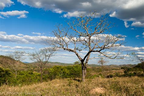 Brazilian Cerrado in the dry season | Flickr - Photo Sharing!