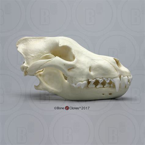 Wolf Skull Anatomy