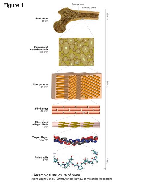 Bone Cell Structure And Function