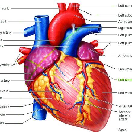 Diagram of a human heart. | Download Scientific Diagram