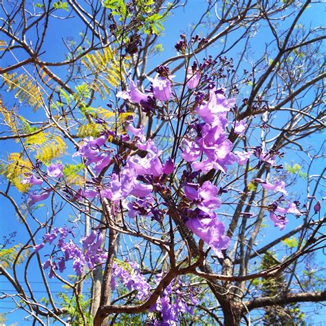 Jacaranda flowers | Garden, Plants, Beautiful gardens