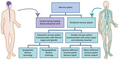 1: The central nervous system (CNS) and peripheral nervous system ...