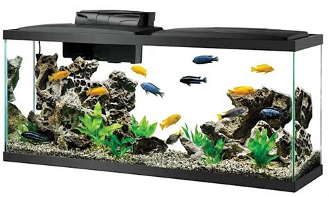 55 Gallon Fish Tank: Dimensions, Weight, Top Picks (Are They Worth It?)