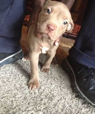 red nose pitbull puppy for adoption - 7weeks old for Sale in Milwaukee, Wisconsin Classified ...