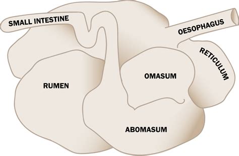 Basic Ruminant Anatomy - AgSolutions