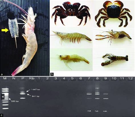 Infected whiteleg shrimp (a) and some infected carriers (b) of white ...