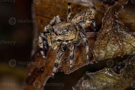 Adult Female Yellow Jumping spider 3779984 Stock Photo at Vecteezy