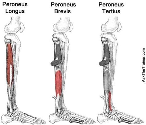 Peroneal Tendonitis Treatment and Prevention - Precision Movement