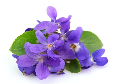 Violet definition and meaning | Collins English Dictionary