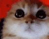 Smol Angry GIF - Smol Angry Cat - Discover & Share GIFs