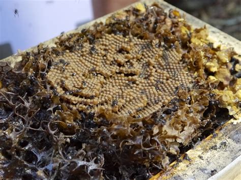 Urban Stingless Beehive: harvesting and splitting - Milkwood: permaculture courses, skills + stories