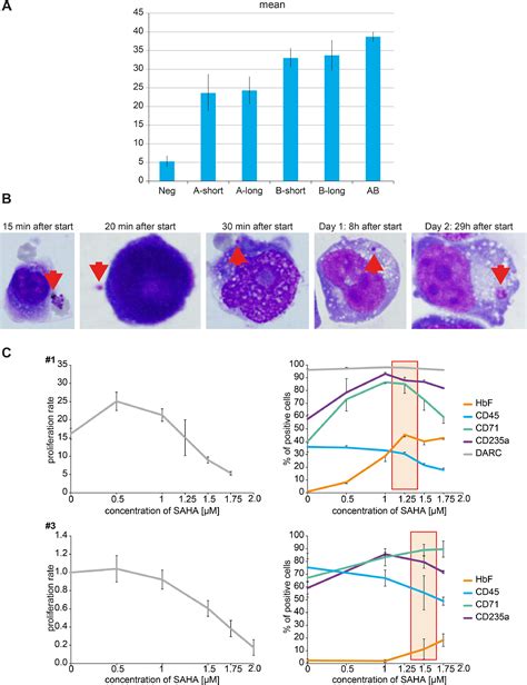 K562 erythroleukemia line as a possible reticulocyte source to culture ...