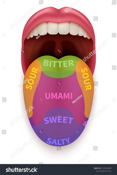 1,082 Tongue Diagram Images, Stock Photos & Vectors | Shutterstock