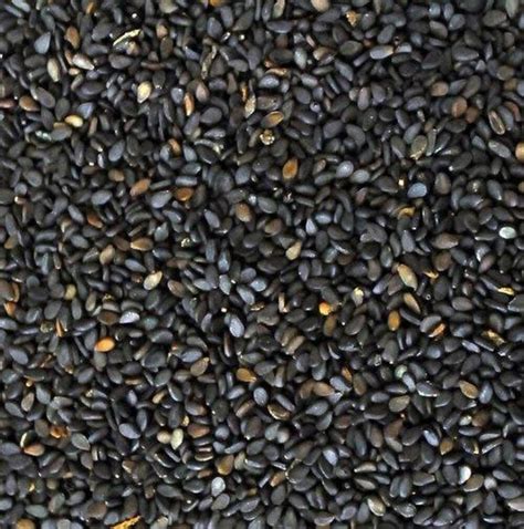 Seeds 50 kg Black Sesame Seed, For Cooking, Packaging Type: Packet at Rs 190/kilogram in Erode