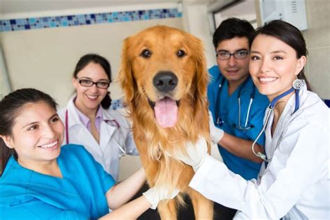 The Average Veterinarian Salary – Salaries WIKI