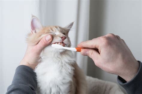 Gingivitis in Cats: Symptoms & Treatment | Redmond Veterinarians