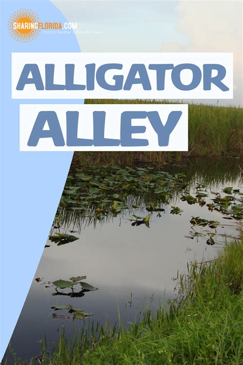 Alligator Alley – Southern Florida - 75 Through the Florida Everglades Pictures