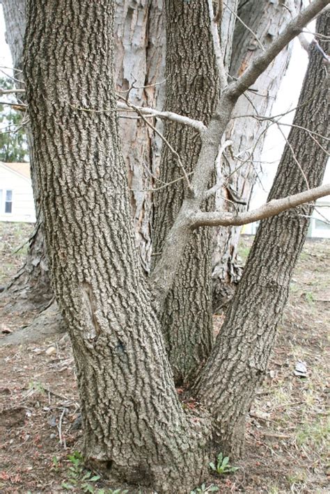 Acer negundo (ash-leaved maple, boxelder): Go Botany