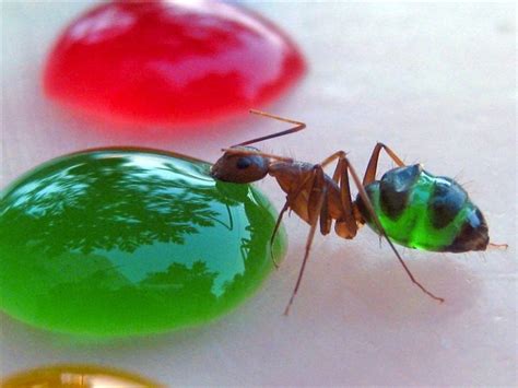 Rainbow-Colored Ants | Ant art, Ants, Taste the rainbow