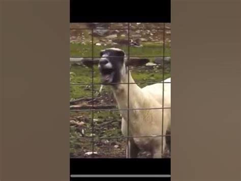 Screaming goat meme - YouTube