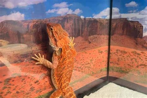 Why Is My Bearded Dragon Glass Surfing And Wall Climbing?