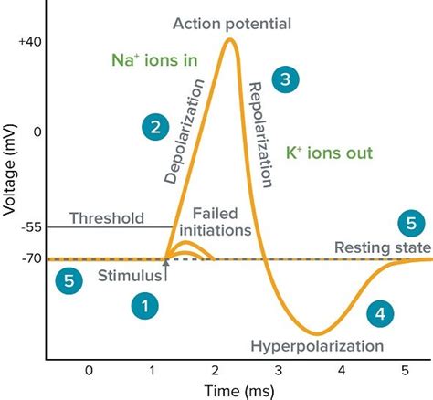 What is an Action Potential, Action Potential Chart, Membrane Potential