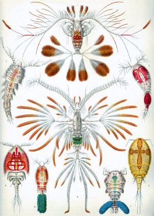 Copepod - New World Encyclopedia