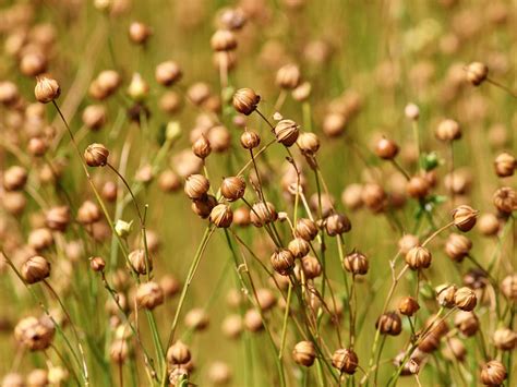 Oilseed cultivation: the clock is ticking - BR Research - Business Recorder