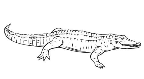 Crocodile Drawing Outline