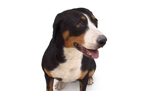 Entlebucher Sitting 3D Model - by Renderbot LLC