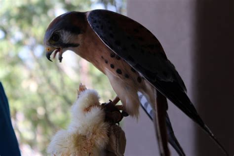 New Mexico Wildlife Center, Espanola, NM