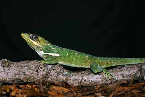 Knight Anole: Facts, Food & Care Guide (with Pictures) | Pet Keen