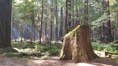 Burlington campground at Humboldt Redwoods SP. : r/camping