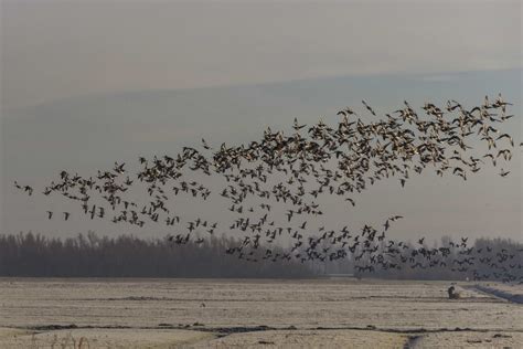 Free picture: bird, flock, waterfowl, goose, sea, migration, sky, landscape, water, beach