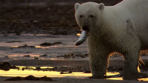 A polar bear hunting for fish in the Russian arctic | Britannica