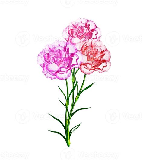 Bouquet of flowers carnation. 9863481 Stock Photo at Vecteezy