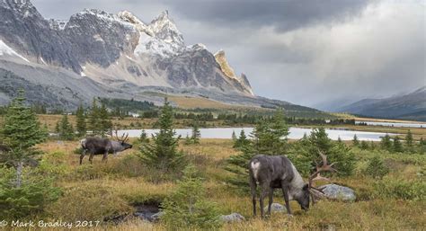 Genes reveal caribou are specialized to unique habitats - The Wildlife ...