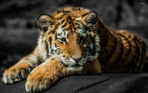 Tiger Cub Wallpapers - Top Free Tiger Cub Backgrounds - WallpaperAccess