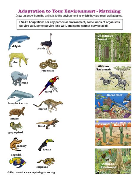 Adaptation to Your Environment - Matching