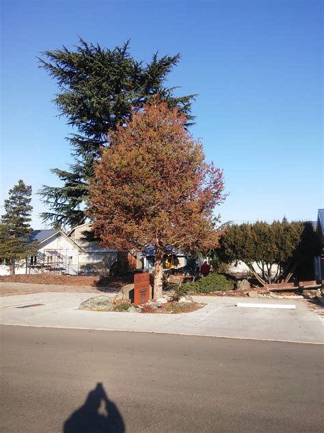 Call Before You Dig: Construction And Tree Root Damage - Arbor's Edge