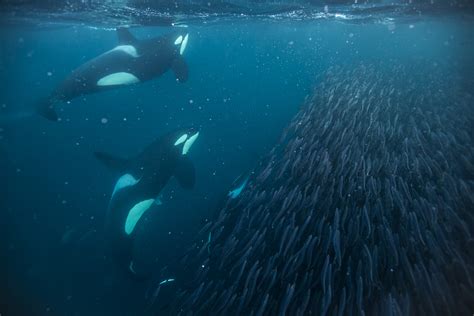 Orca Whales Make A Smashing Comeback After A 70-Year Absence From Northern Norway