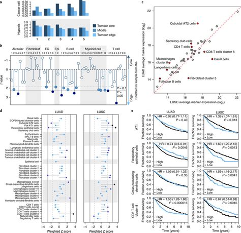 Distribution of stromal cells in tumor samples and their role as ...