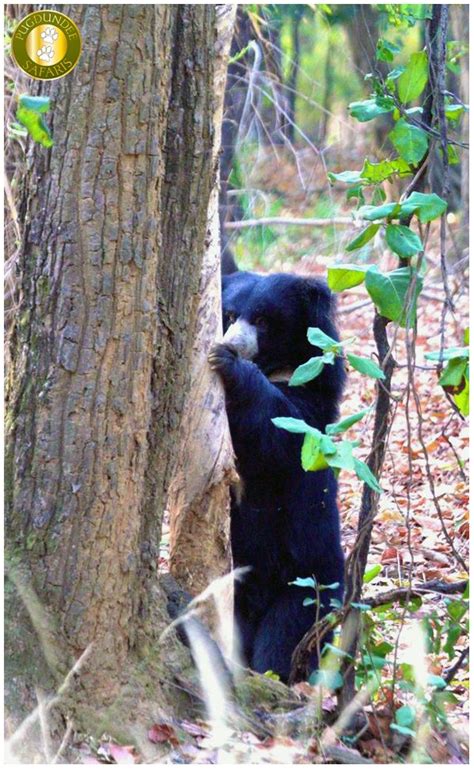 Sloth bear trying to bring the log down on the ground, which was stuffed with termites at ...