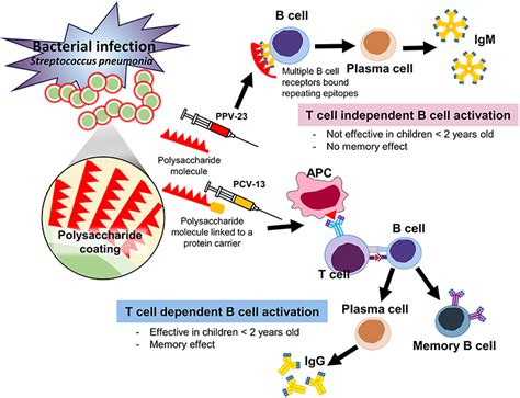 Frontiers | Safety and Efficacy of Pneumococcal Vaccination in ...