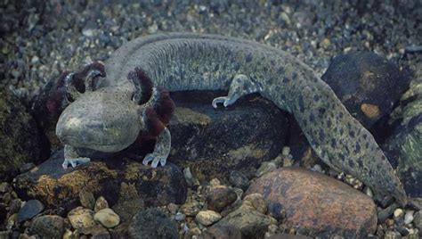 Mudpuppy: What is It & Can You Keep It As a Pet? - Pet Lovers Palace