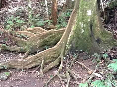 Example of buttress roots at Springbrook NP | Tree, National parks, Biodiversity