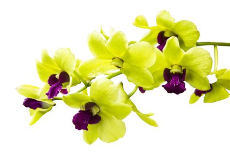 Orchid Flower Meaning - Flower Meaning