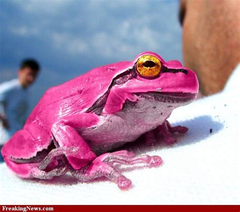 Pink Frog | Frog pictures, Amazing frog, Frog