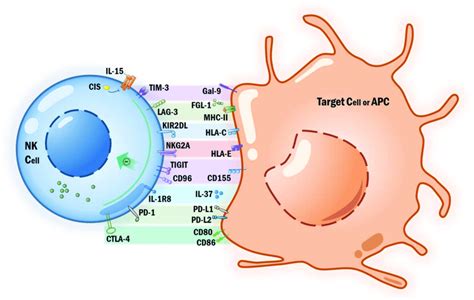 NK cell immune checkpoint. | Download Scientific Diagram